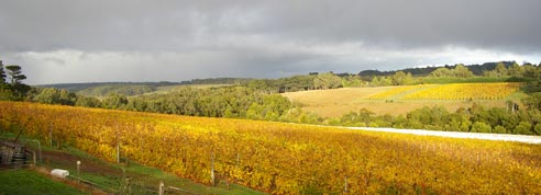 Vineyard_autumn